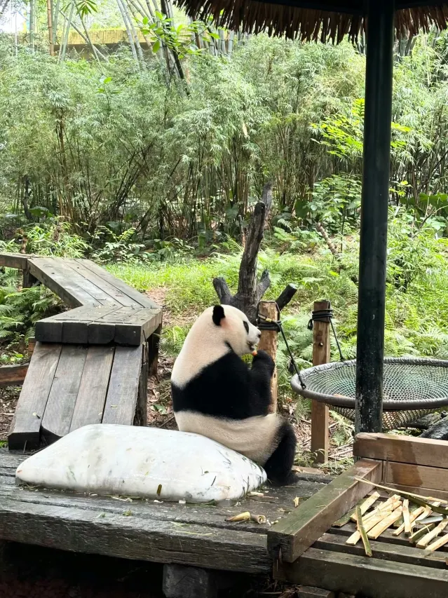 Ultimate Guide to Chimelong Safari Park Exploration: Insider Tips for Guests Staying at Grandee Hotel (Guangzhou Panyu Branch)